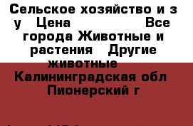 Сельское хозяйство и з/у › Цена ­ 2 500 000 - Все города Животные и растения » Другие животные   . Калининградская обл.,Пионерский г.